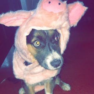A Halloween pig costume for dogs!!